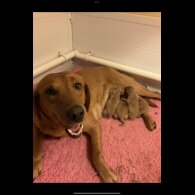 Labrador Retriever