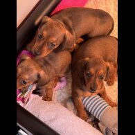 Dachshund (Smooth Haired) - Bitches