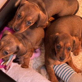 Dachshund (Smooth Haired) - Bitches