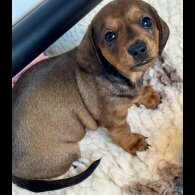 Dachshund (Smooth Haired) - Bitches