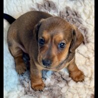 Dachshund (Smooth Haired) - Bitches