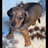 Dachshund (Smooth Haired) - Bitches