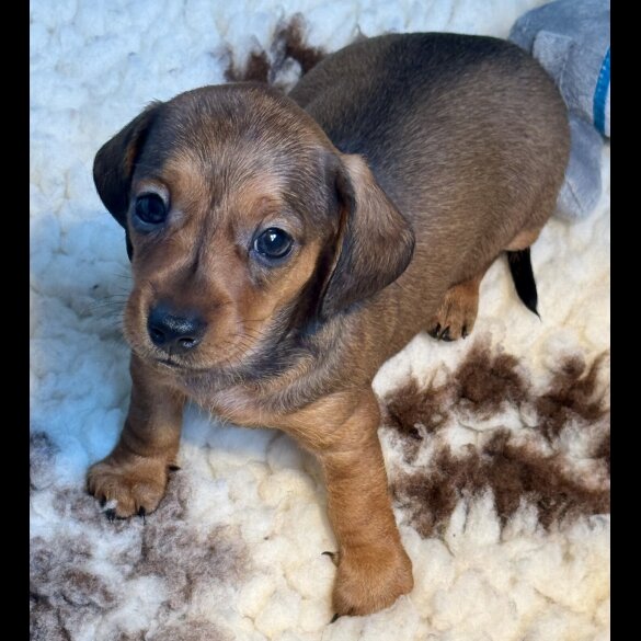Dachshund (Smooth Haired) - Bitches