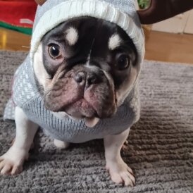 French Bulldog