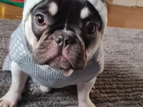 French Bulldog