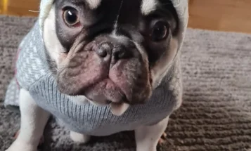 French Bulldog