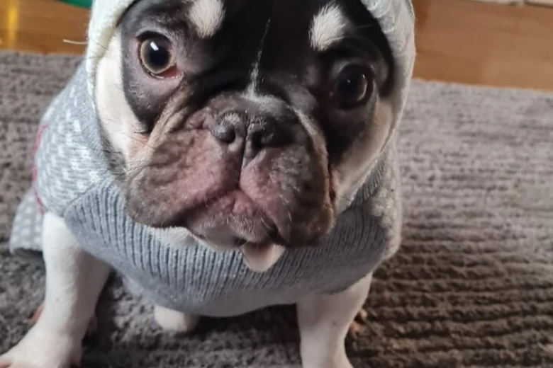 French Bulldog