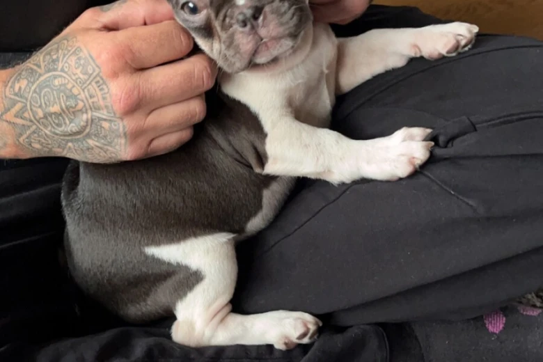 French Bulldog