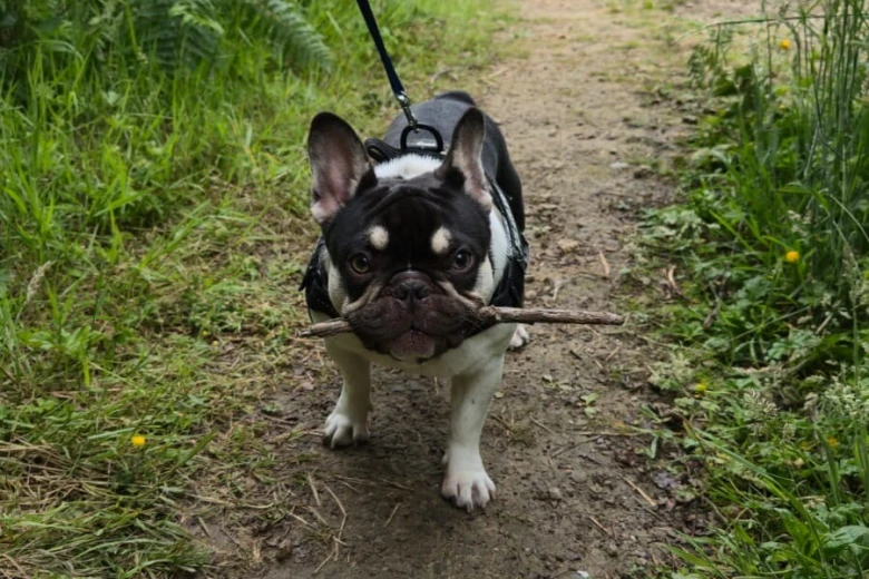 French Bulldog