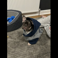 French Bulldog