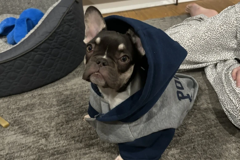 French Bulldog