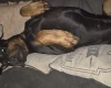 Doberman