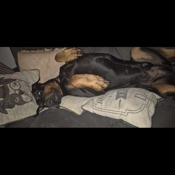 Doberman