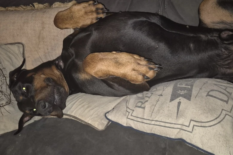 Doberman