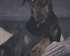Doberman
