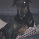 Doberman