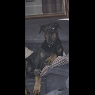 Doberman