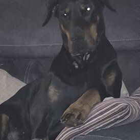 Doberman