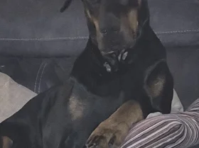 Doberman