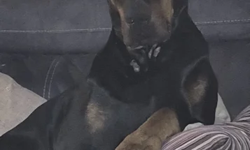 Doberman