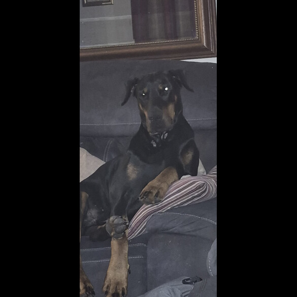 Doberman