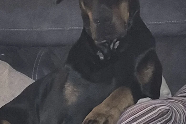 Doberman
