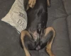 Doberman