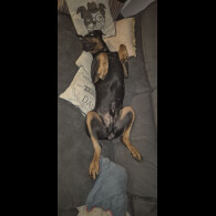 Doberman