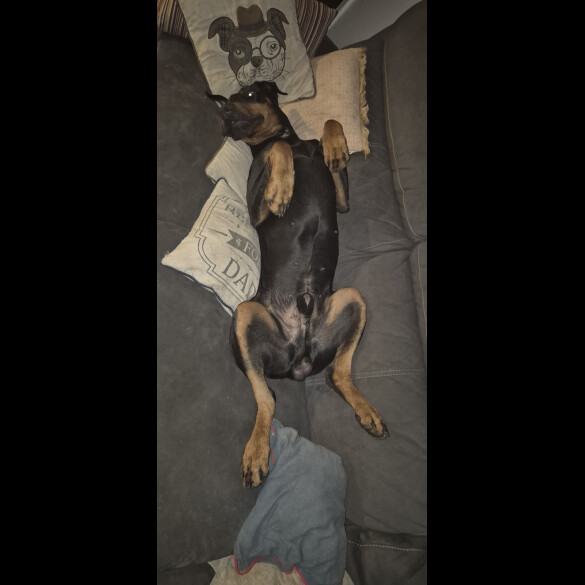 Doberman