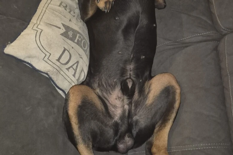Doberman
