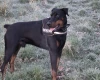 Doberman