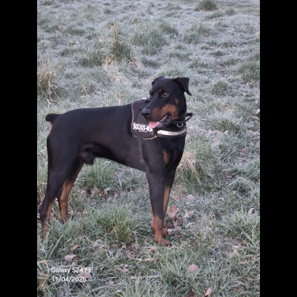 Doberman