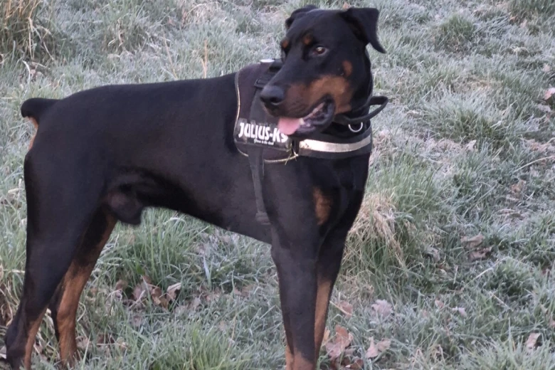 Doberman