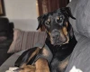Doberman