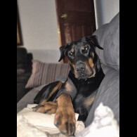 Doberman