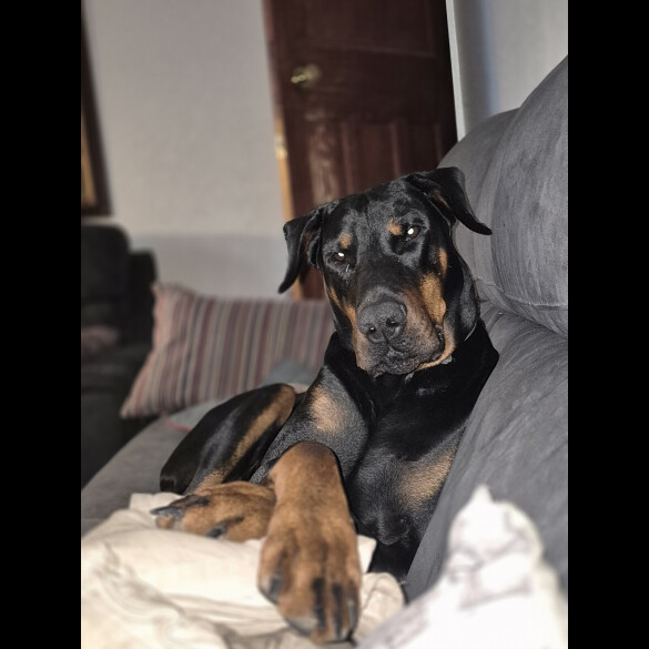 Doberman