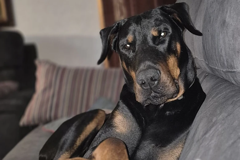 Doberman