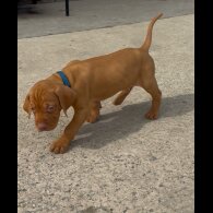Hungarian Vizsla - Both