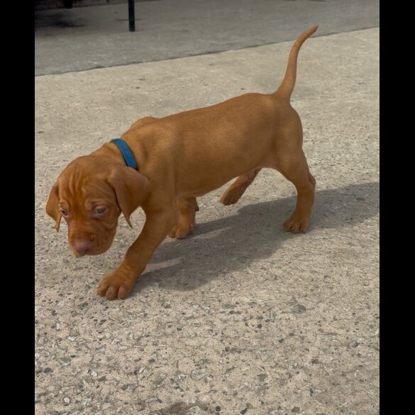 Hungarian Vizsla - Both