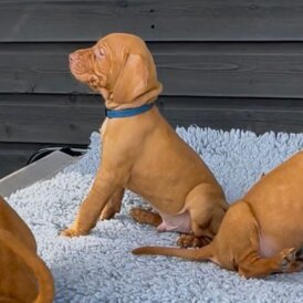 Hungarian Vizsla - Both