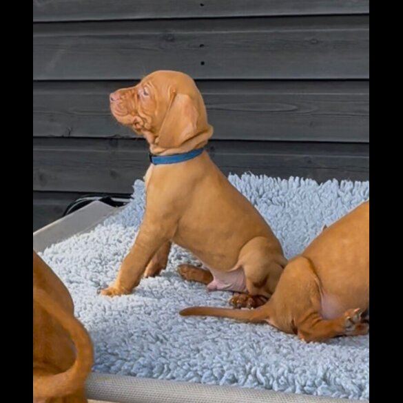 Hungarian Vizsla - Both