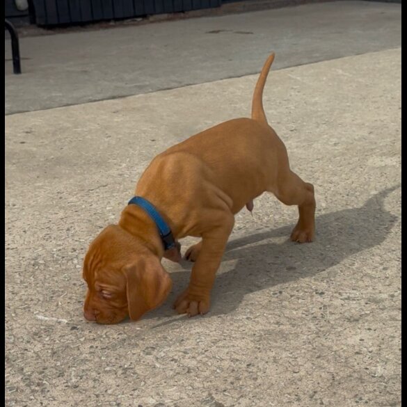 Hungarian Vizsla - Both