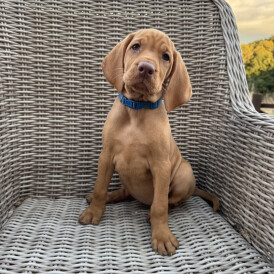 Hungarian Vizsla - Both