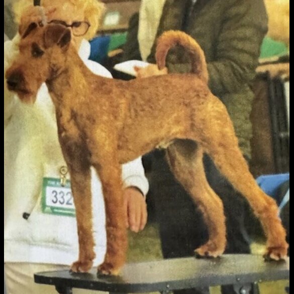 Irish Terrier