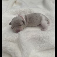 Dachshund (Miniature Smooth Haired)