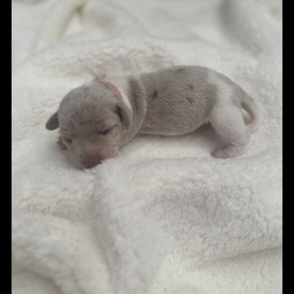 Dachshund (Miniature Smooth Haired)