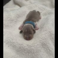Dachshund (Miniature Smooth Haired)