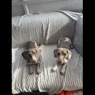 Dachshund (Miniature Smooth Haired)