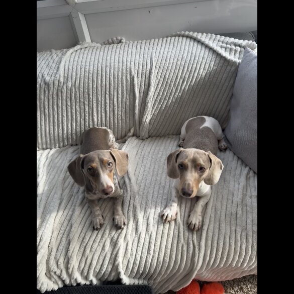 Dachshund (Miniature Smooth Haired)