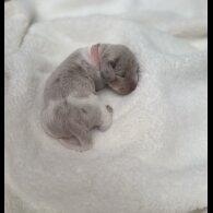 Dachshund (Miniature Smooth Haired)
